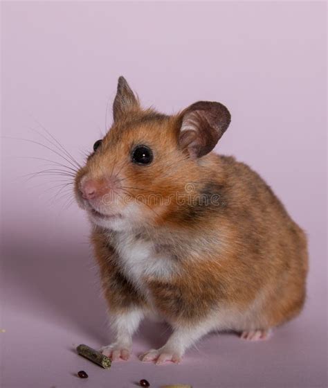 Syrian Brown Hamster On A Pink Background Stock Image Image Of Mice