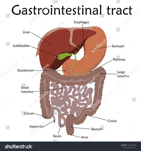 Human Gastrointestinal Tract Description Anatomy Vector Stock Vector
