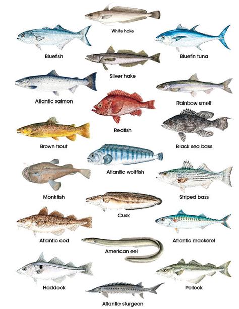 √ Nc Coastal Recreational Fishing Digest