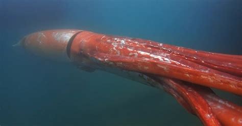 Giant Rare Squid Captured On Video