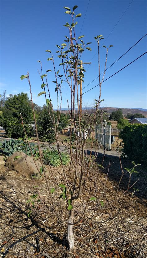 Fruit tree pruning can generally be carried out in winter, spring or summer, depending on what your end goal is. Should you prune a bare-root fruit tree? - Greg Alder's ...