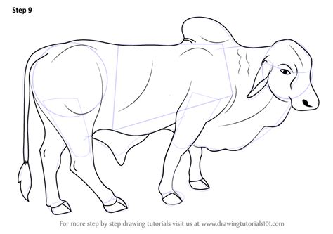 Learn How To Draw A Bull Farm Animals Step By Step Drawing Tutorials