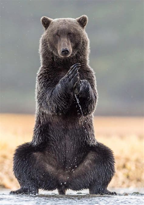 Giant Grizzly Bear Stands Out As It Practises Some Yoga Positions In