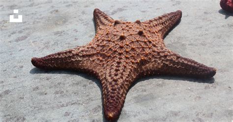 A Brown Starfish Laying On Top Of A Rock Photo Free Nature Animal