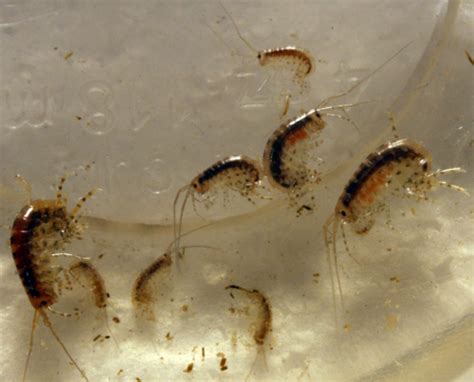 Amphipods X 6 Start Your Own Culture Like Copepods Fly Fishing Flies