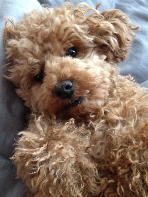 45 Best Teddy Bear Puppies Images On Pinterest Bear