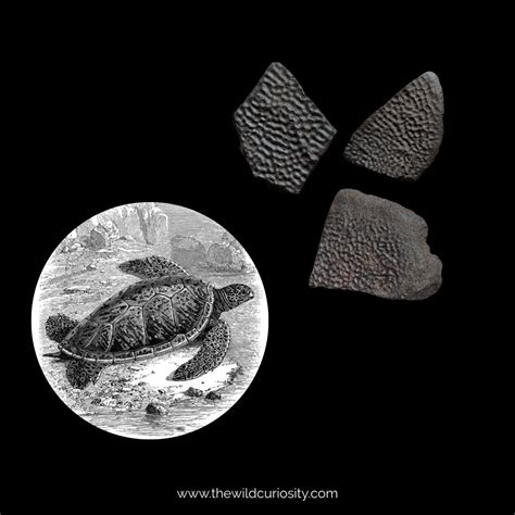 Fossil Turtle Shell Fragments Detailed Specimens High Quality Fossil