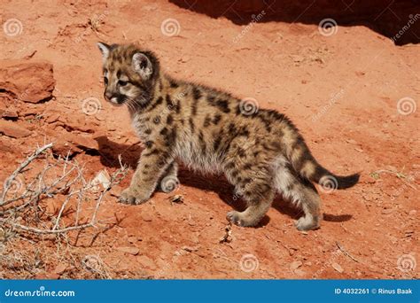 Mountain Lion Kitten Stock Image Image Of Soft Lion 4032261