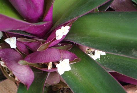 Use them in commercial designs under lifetime, perpetual & worldwide rights. Moses in a Basket - Desert Horizon Nursery