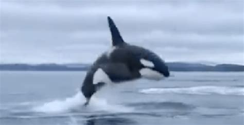 Watch This Epic Video Of An Orca Whale Breaching Near Victoria Daily