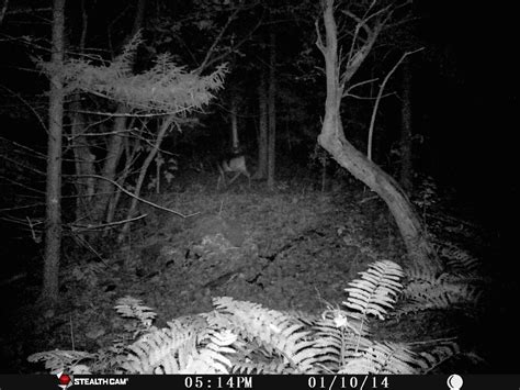 Dark Woods Trail Camera Picture Camera Photo