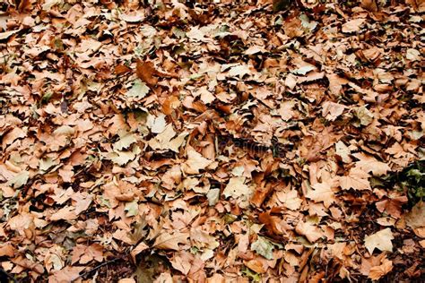 Dry Brown Leaves Pile On Ground Stock Photo Image Of Autumn Trash