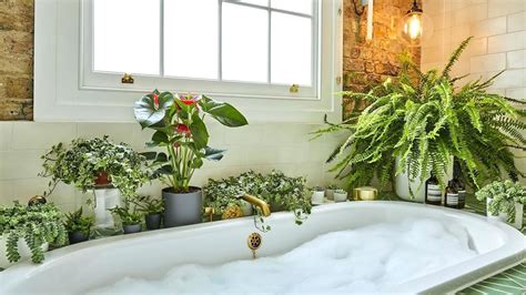 The 10 Best Bathroom Plants That Thrive In High Humidity Youtube