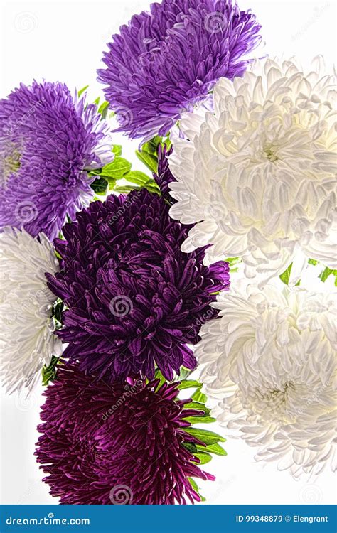 Bouquet Of Purple Aster Flowers Isolated On White Stock Illustration