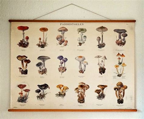 Mushroom Identification Wood Cookies Botanical Drawings Vintage