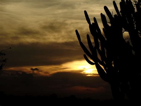 Cacti Thorns Sol Afternoon Horizon Silhouette Backcountry Clouds