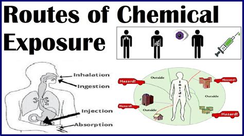 Chemical Safety Routes Of Chemical Exposure To Human Body Youtube