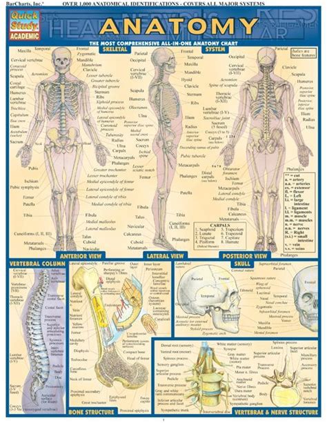 Anatomy Teaching Study Tips And Classroom