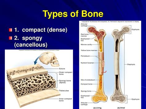 Anatomy Of A Cancellous Bone