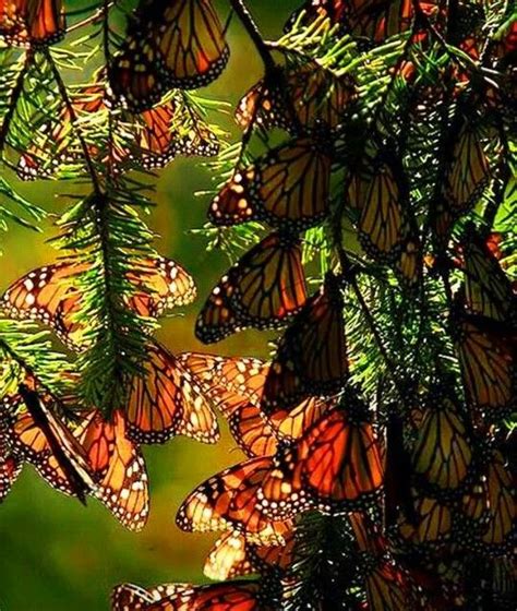 Monarchs Beautiful Butterflies Beautiful Nature Monarch Butterfly