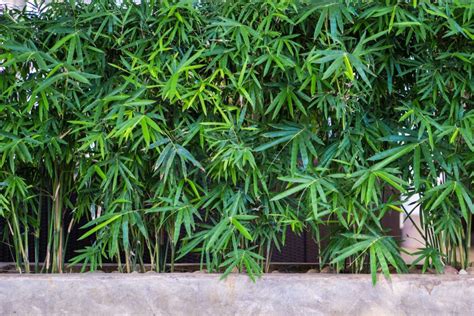 Bamboo Container Growing Guidelines Uk