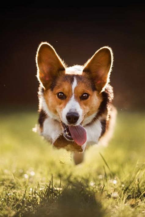 Corgis are the smallest dog breed in the herding category, but they hold their own as working dogs because of their tenacity and their instincts. Corgi Rescue Atlanta | PETSIDI