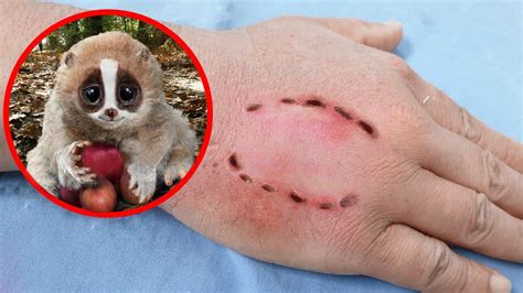 10 Cute Creatures That Are Actually Really Dangerous Youtube