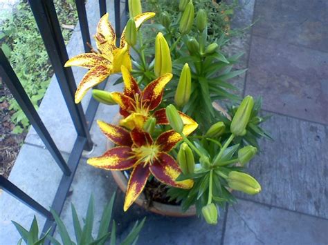 Container Grown Lilies How Do You Take Care Of Lilies In Pots