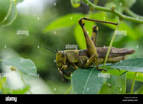 Flying Grasshopper Hi Res Stock Photography And Images Alamy