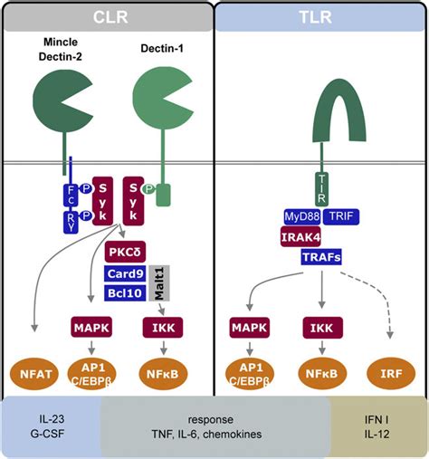 Schematic Comparison Of Clr And Tlr Signaling Transmembrane Receptors