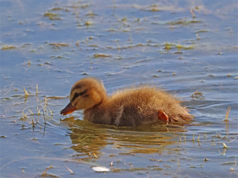 I Love Little Baby Ducks Mallard Duckling District56 Flickr