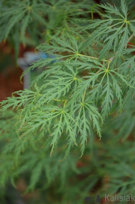 Acer Palmatum Emerald Lace Klon Palmowy