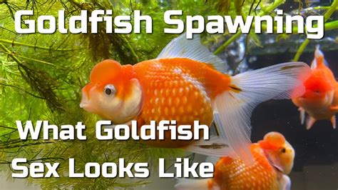 Goldfish Spawning Sex Youtube