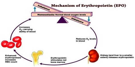 Mechanism And Function Of Erythropoietin Epo Assignment Point