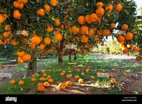 Orange Laden Fruit Trees In An Orchard Stock Photo Alamy