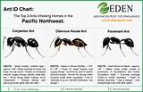 Carpenter Ants Vs Regular Ants