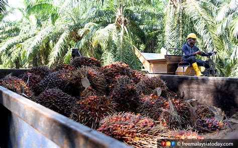 Many of the undocumented migrants end up in malaysia, which exports nearly $12 billion of palm oil a year, around 40% of the world's supply, and has a growing need for unskilled workers. Sabah orders closure of oil palm plantation, mill | Free ...