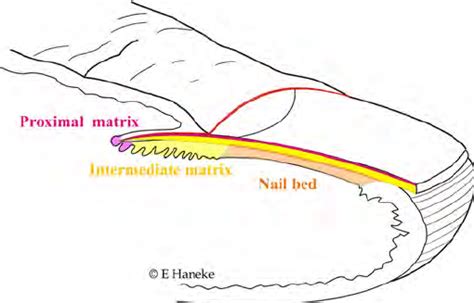 Origin Of The Nail Plate Layers The Dorsal Layer Is Produced By The