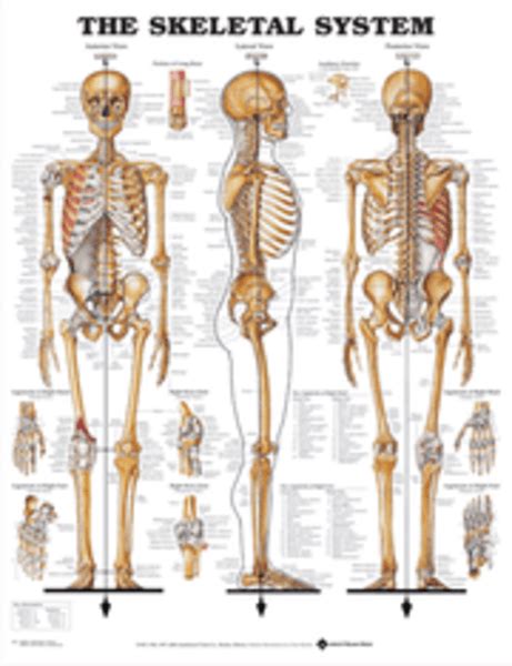 The Skeletal System Australian Physiotherapy Equipment