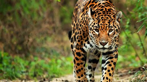 El Jaguar EstÁ En Mayor Riesgo De ExtinciÓn De Lo Que Se Pensaba
