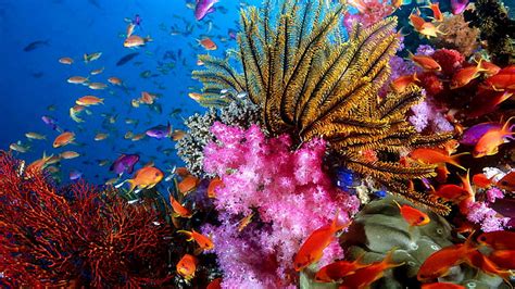 Hd Wallpaper Aquarium World Colorful Fishes Corals Wallpaper Flare