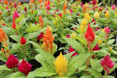 Here is a list of fall flowers that you can plant right now to keep your yard looking great. Five Fall Flowers To Plant Now - Bengert Greenhouses ...
