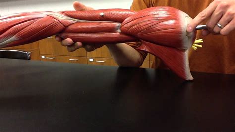Muscular System Anatomy Shoulder Muscles Model Description Somso