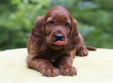Bringing A Puppy Home Help Your Puppy Adjust To A New Home Setter
