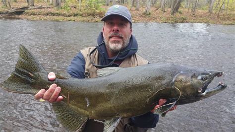 Catching A King Salmon In The Salmon River Pulaski New York On November