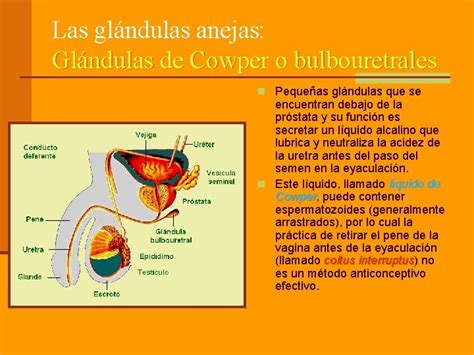 Anatoma Y Fisiologa Del Aparato Reproductor La Reproduccin