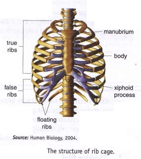 There are 620 rib cage bones for sale on etsy, and they cost $13.53 on average. Classification Of Axial Skeleton And Apendicular Skeleton ~ New Science Biology