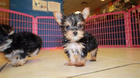 Charming Teacup Yorkie Puppies For Sale In Georgia At Puppies For