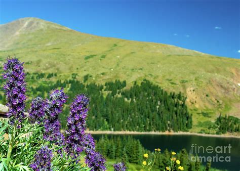 Phacelia Sericea Purple Fringe Flowers By A Lake In The Colorado