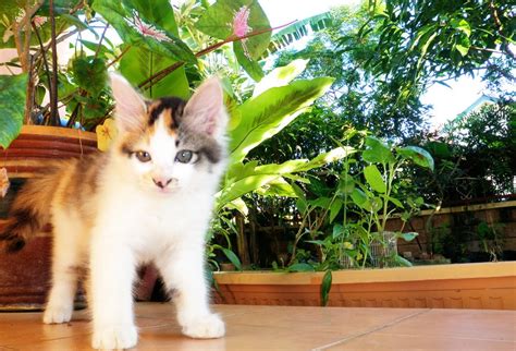 Obat alami di gigit kucing biar gak infeksi temen di sini kita cm memakai daun. ! RABBIT IN THE WEB !: Kucing atau Arnab???